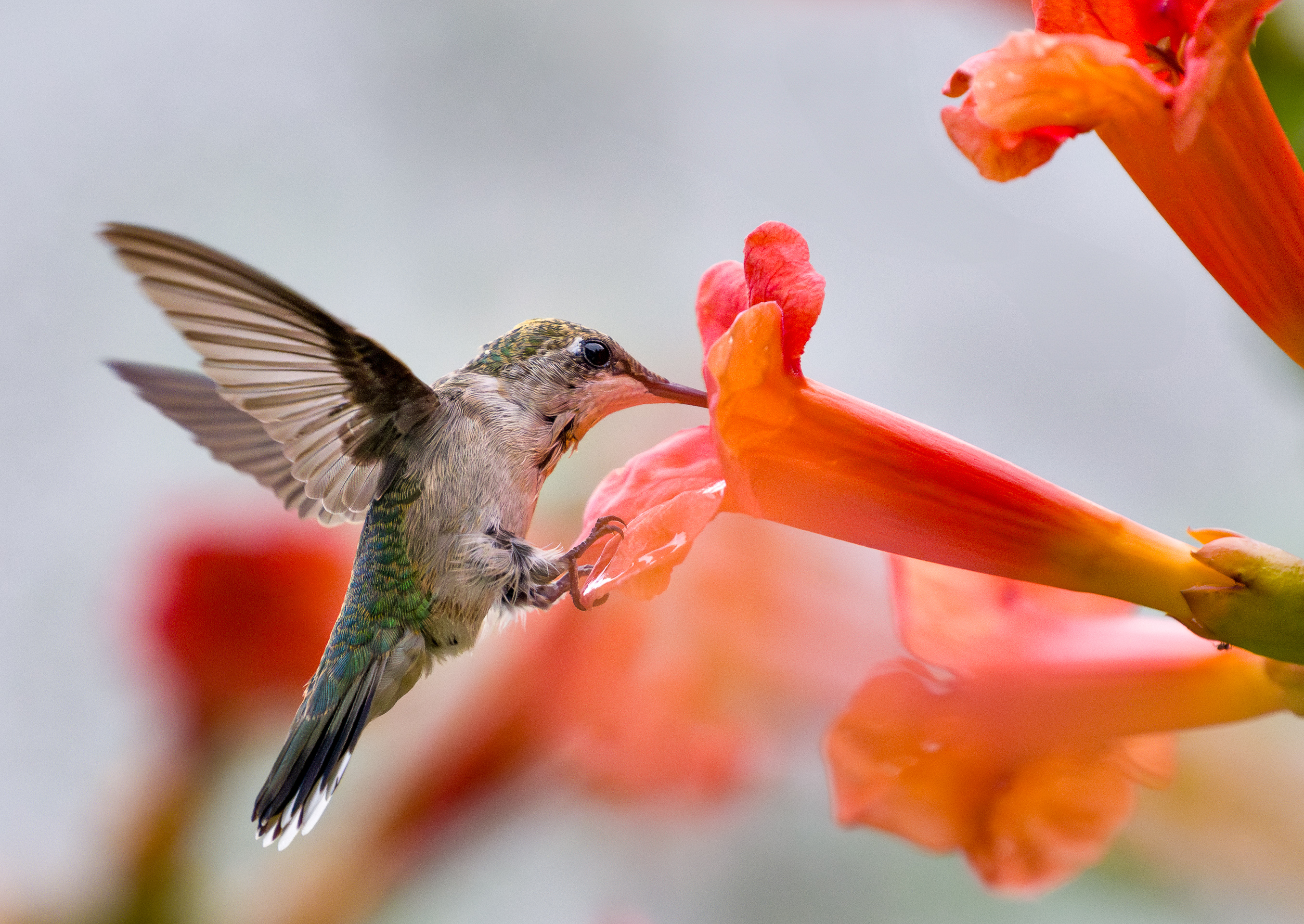 1st PrizeOpen Color In Class 3 By John Hoyt For Feeding Time SEP-2024.jpg